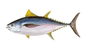 Bigeye Tuna Fishing